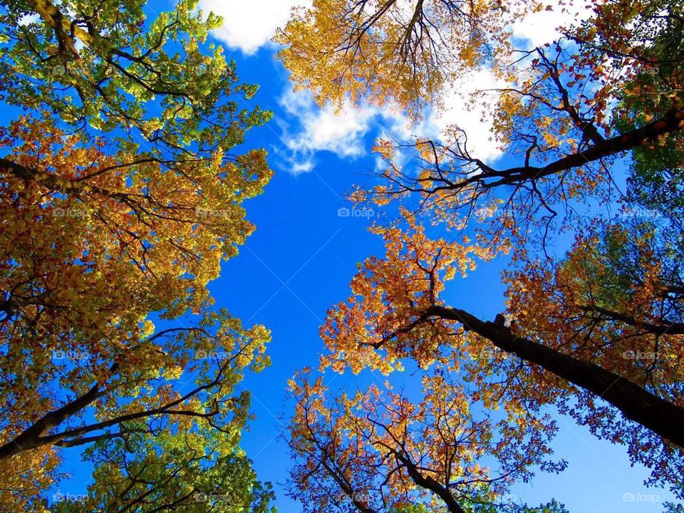 Autumn tree with blue sky