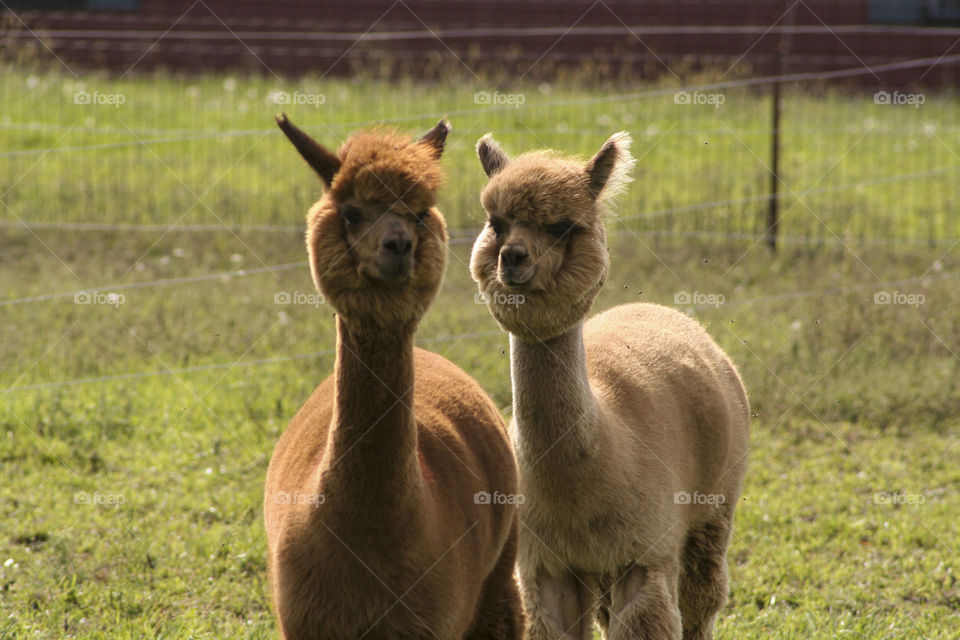 Two alpaca at an apple orchard.