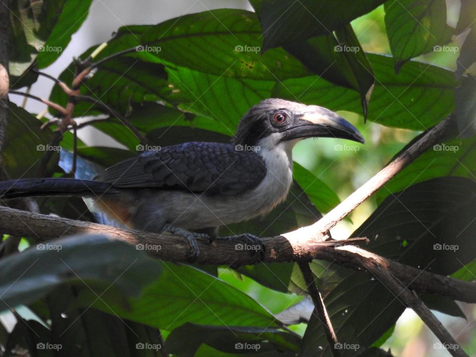 Show us your hobby ( bird-watching is my favourite hobby.. I love to see their movements and the things they do, could spend hours and hours looking at the beauty of each and every brid(s) uniqueness.