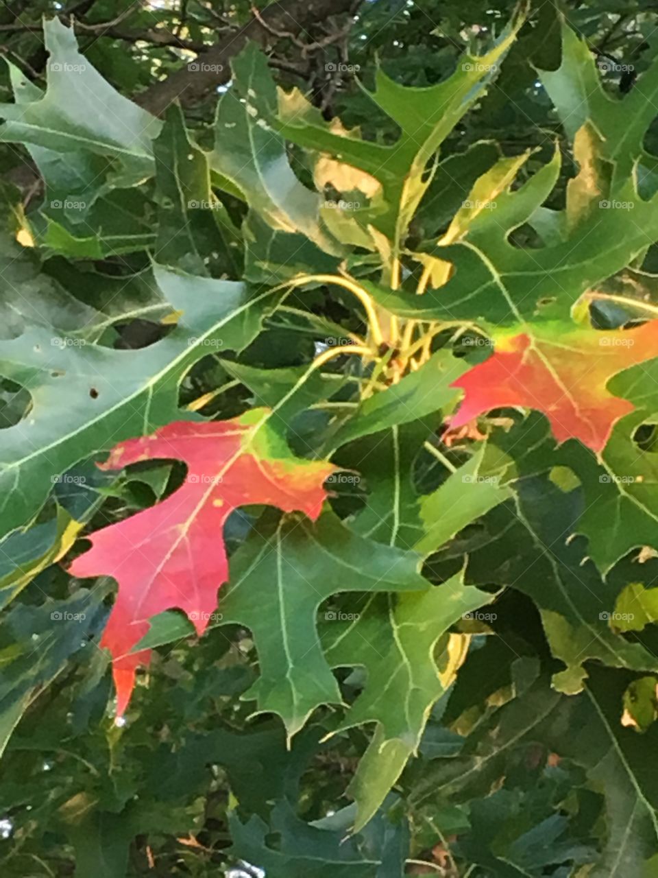 Red in a sea of green