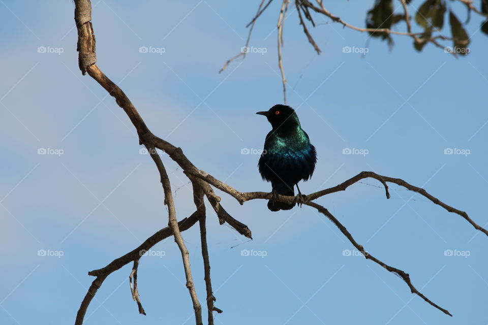 Glossy starling