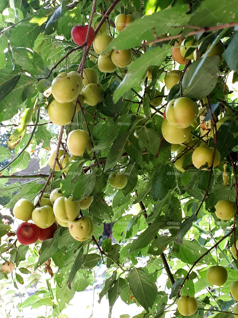 Fruit tree plum