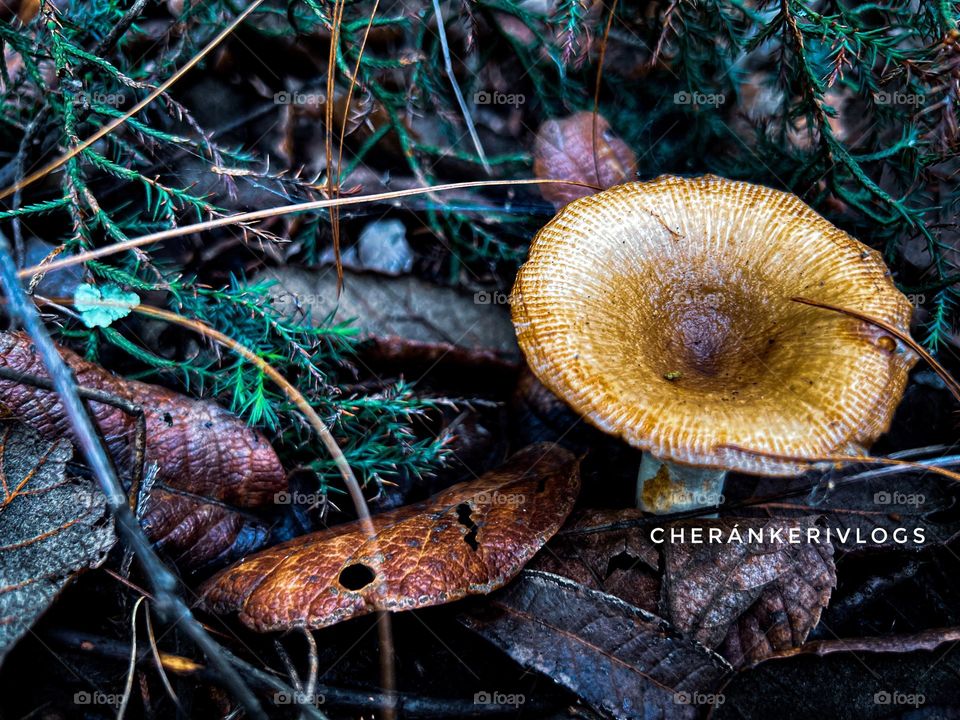 #tree  #plant  #forest  #highangleview  #outdoors  #closeup  #fungus  #mushroom  #growth  #nature #photography #photooftheday 