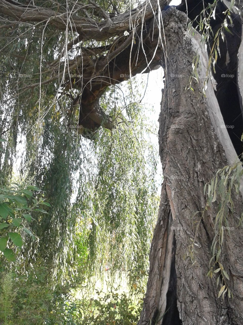 River tree skytop. Relaxed roots on a sunday