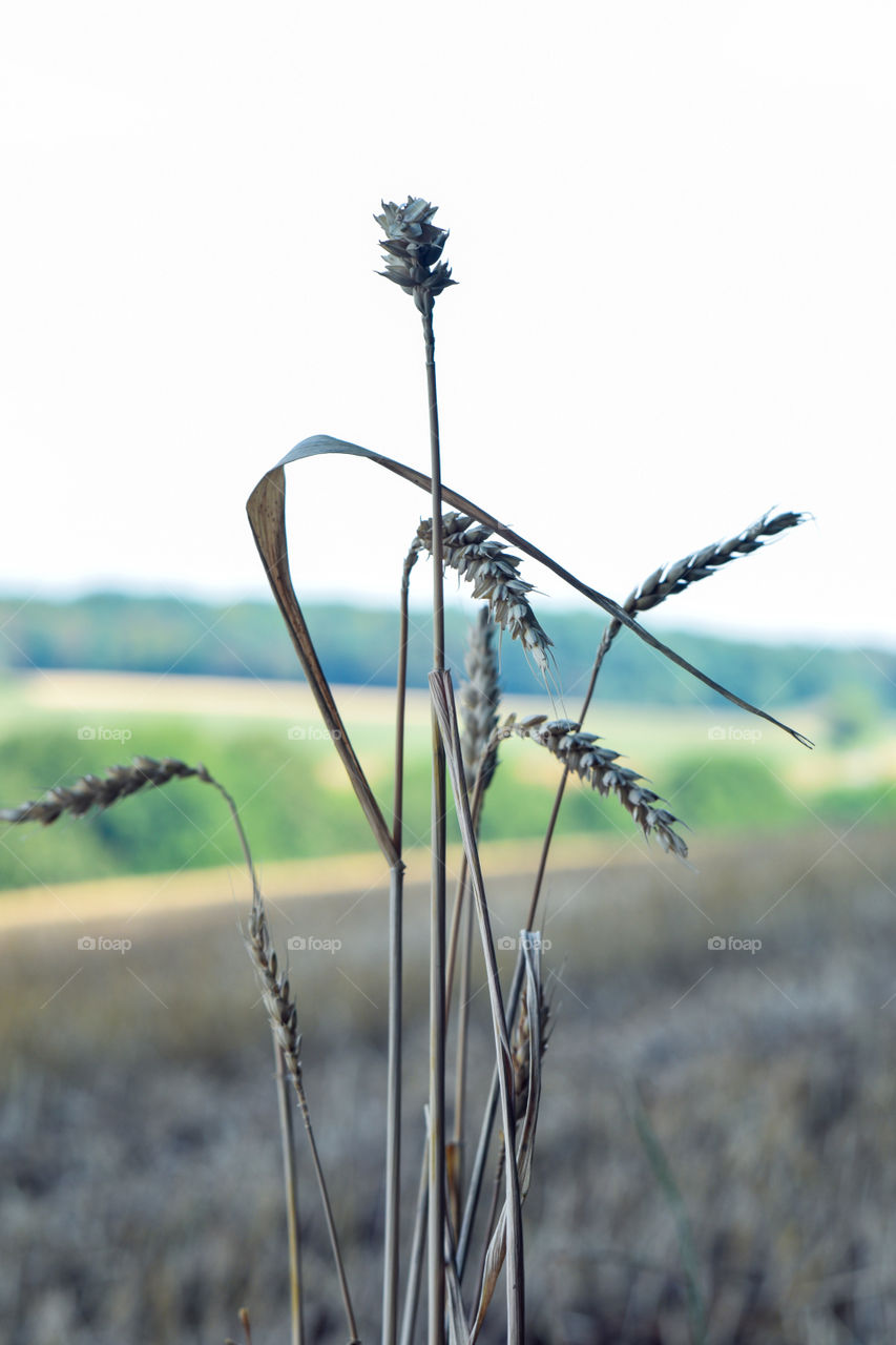 ear on the background of the sky