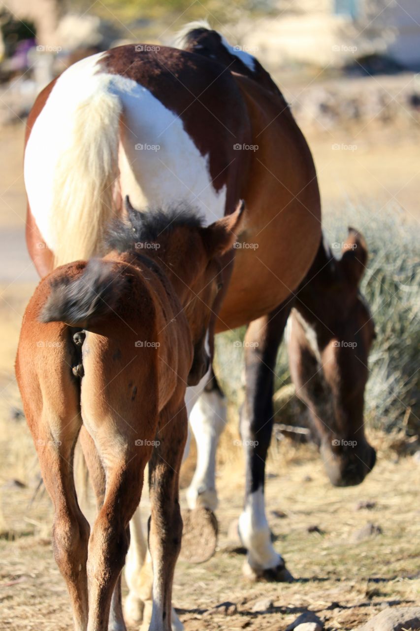 Mother and child: An American wild mustang paint horse/Pinto horse mare with her here week old foal in the Sierra Nevadas 