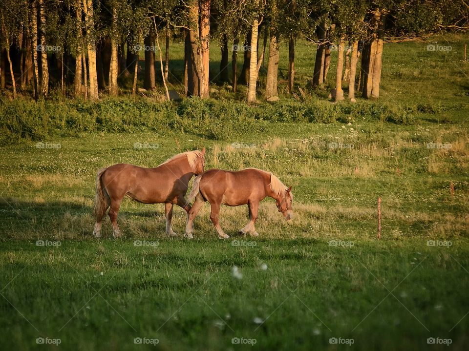 Horses. Warmia, Poland