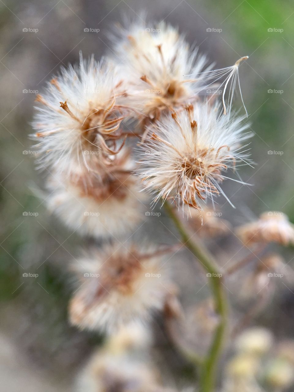 Wild Flowers. Close up 