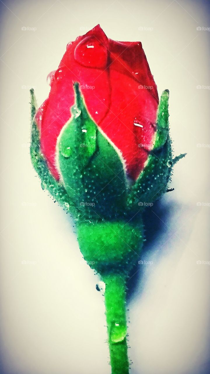 My love is like a Rose