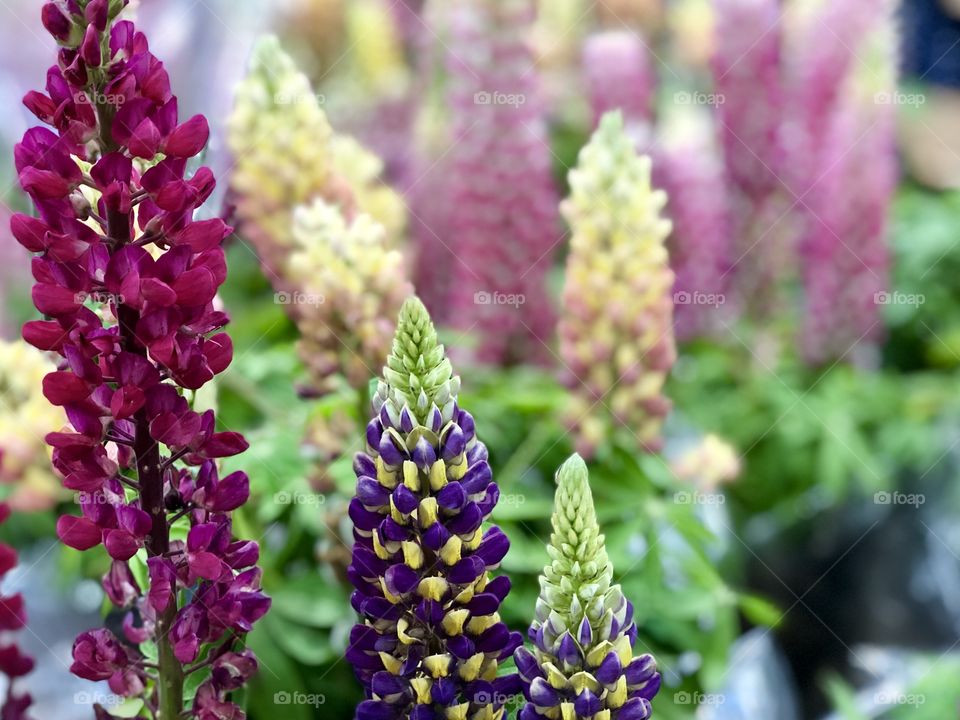 Foap Mission! Macro Photography! Beautiful Colorful Spring Stalks Of Flowers With Blurred Background!