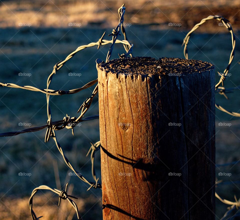 Barbed wire on a round wooden fence post glowing gold from the light of the setting sun on a rural farm in Central Oregon on a winter evening. 