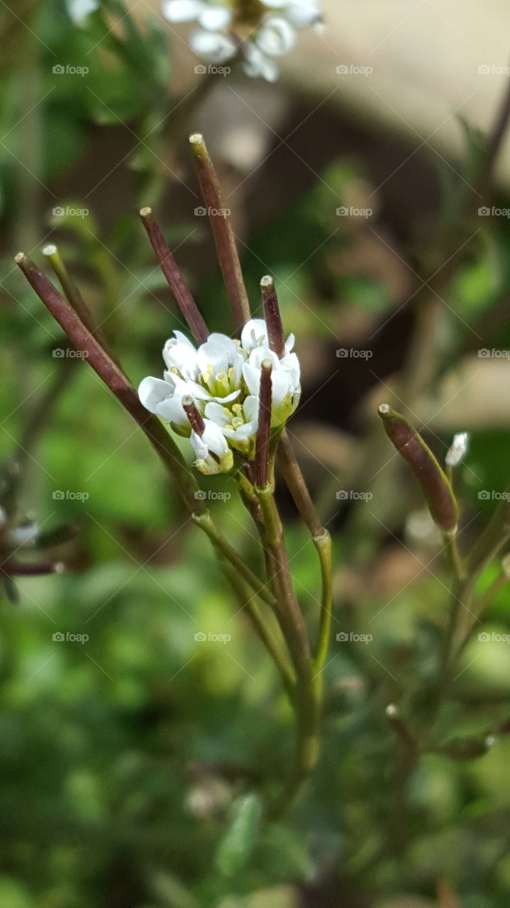 tiny spring flower closeup