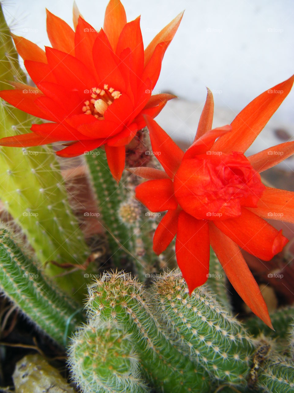 Flowers from cactus