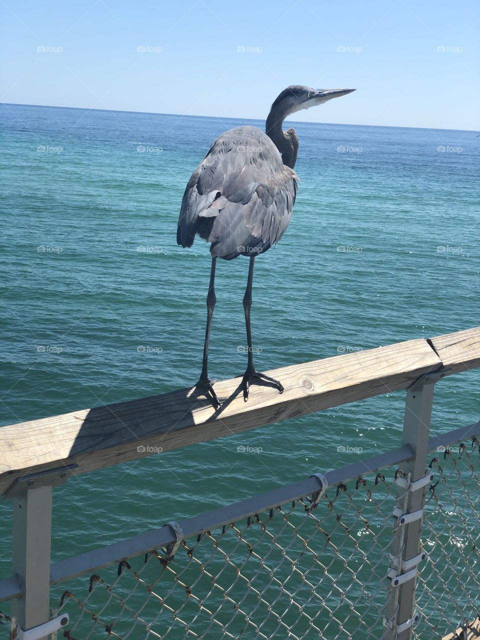 Pelican on pier 
