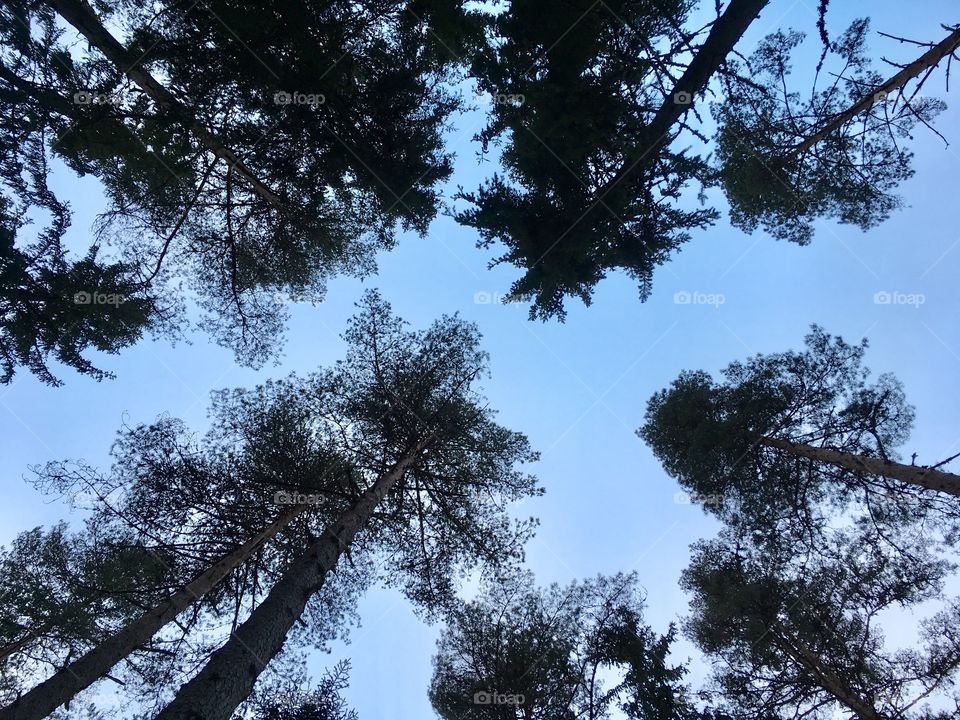 Low angle view of trees