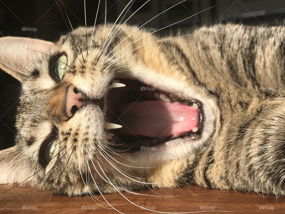 Close up of a cat yawning