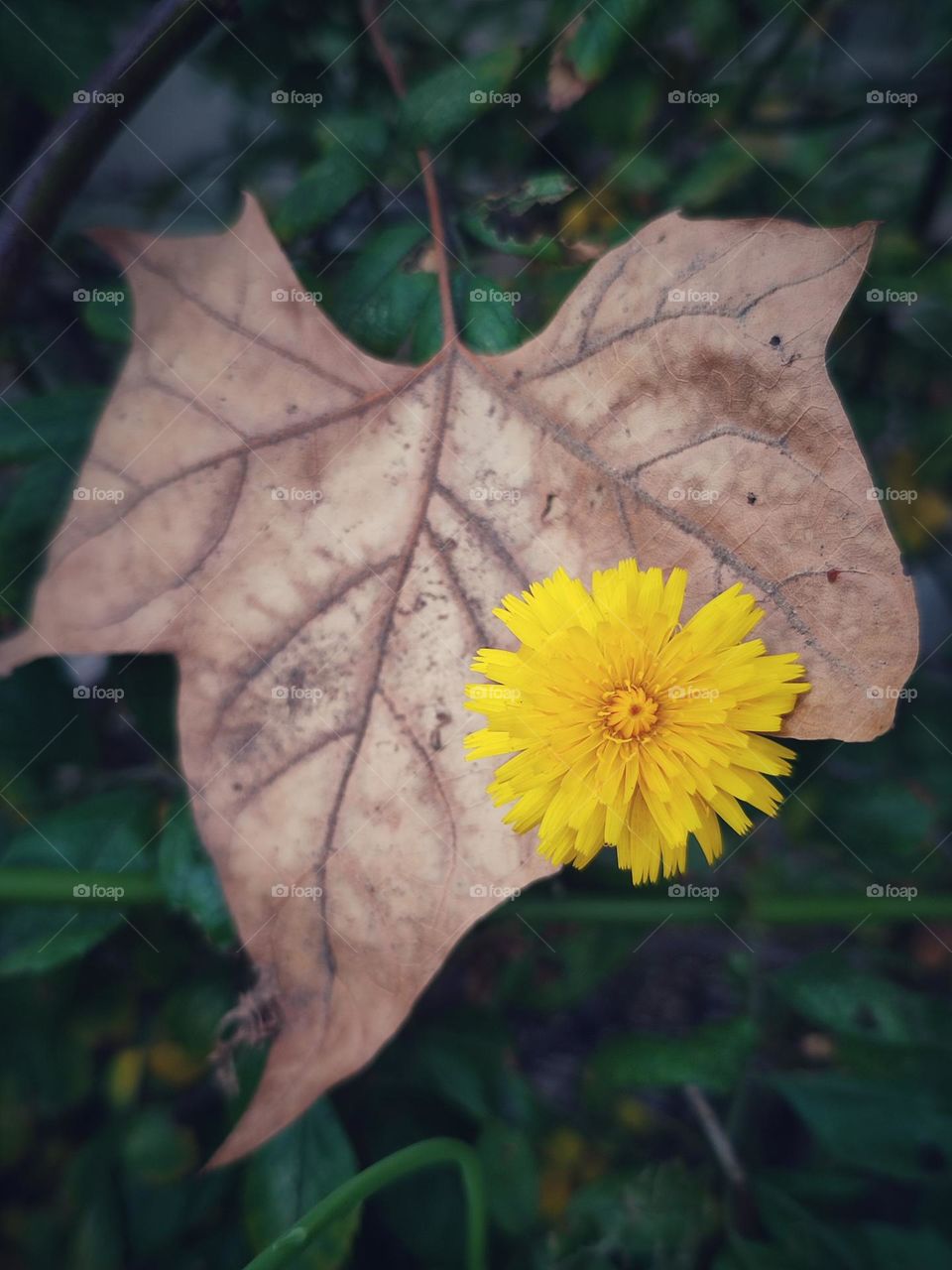 Yellow dandelion
