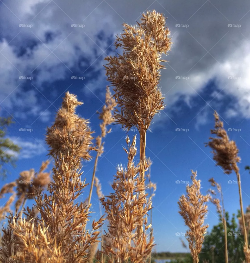 nature