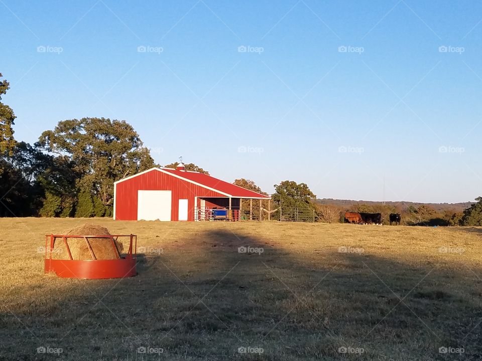 red barn and cattle