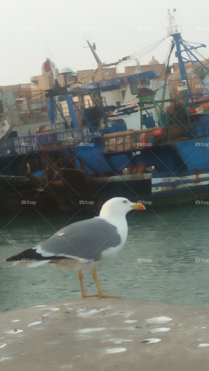 in harbour a beautiful seagull is waiting some fishes to eat.