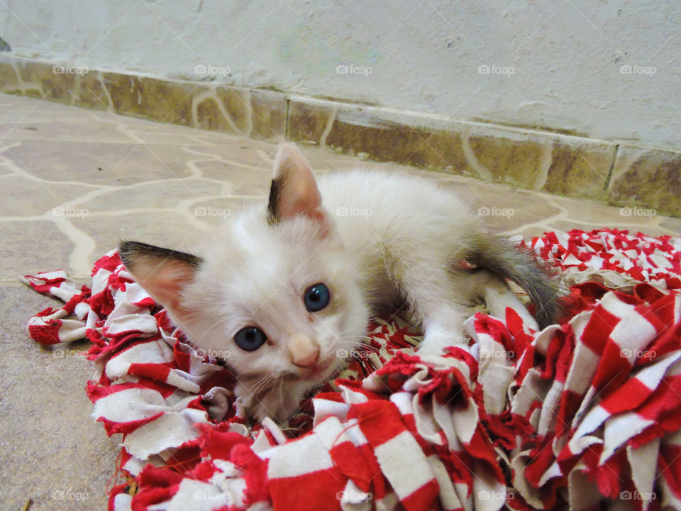 Cute kitten lying on cloth rug