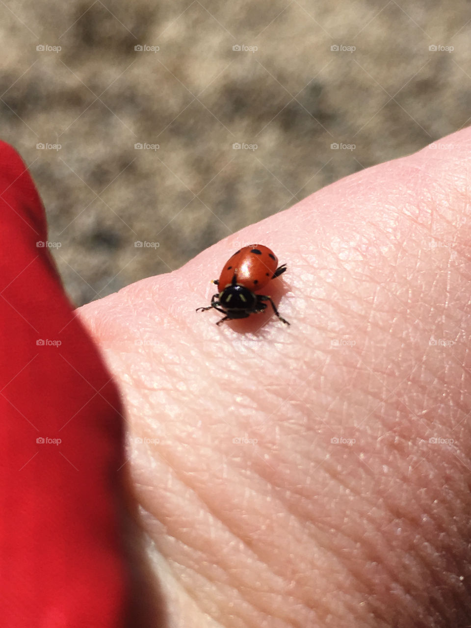 Ladybug 