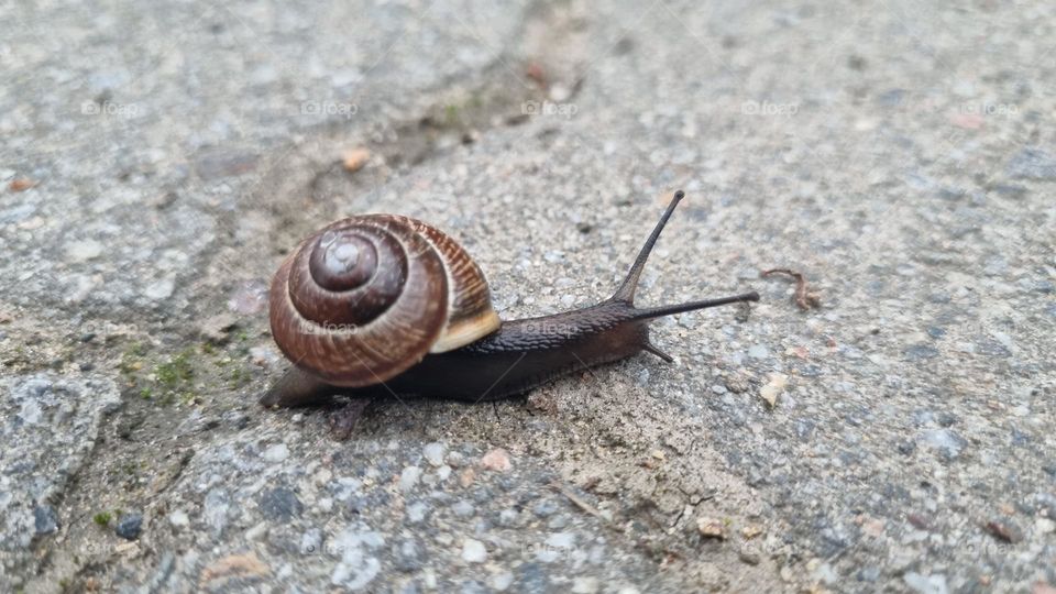 If you notice even one wood snail in your garden in the spring, it should be destroyed, because the snails can become abundant, especially in rainy summers, so that in autumn there are tens of snails on plant stems, leaves and flowers, and in the wor