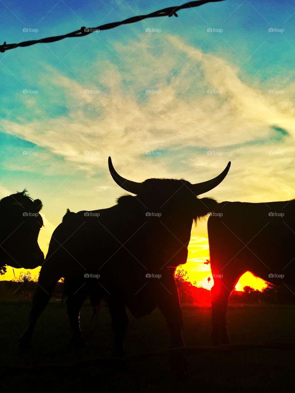 Sunset bull