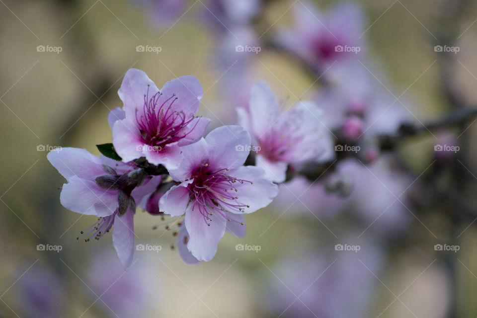 Cherry Blossoms