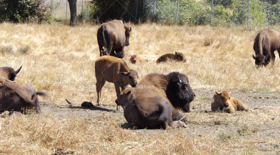 Bisons with calf