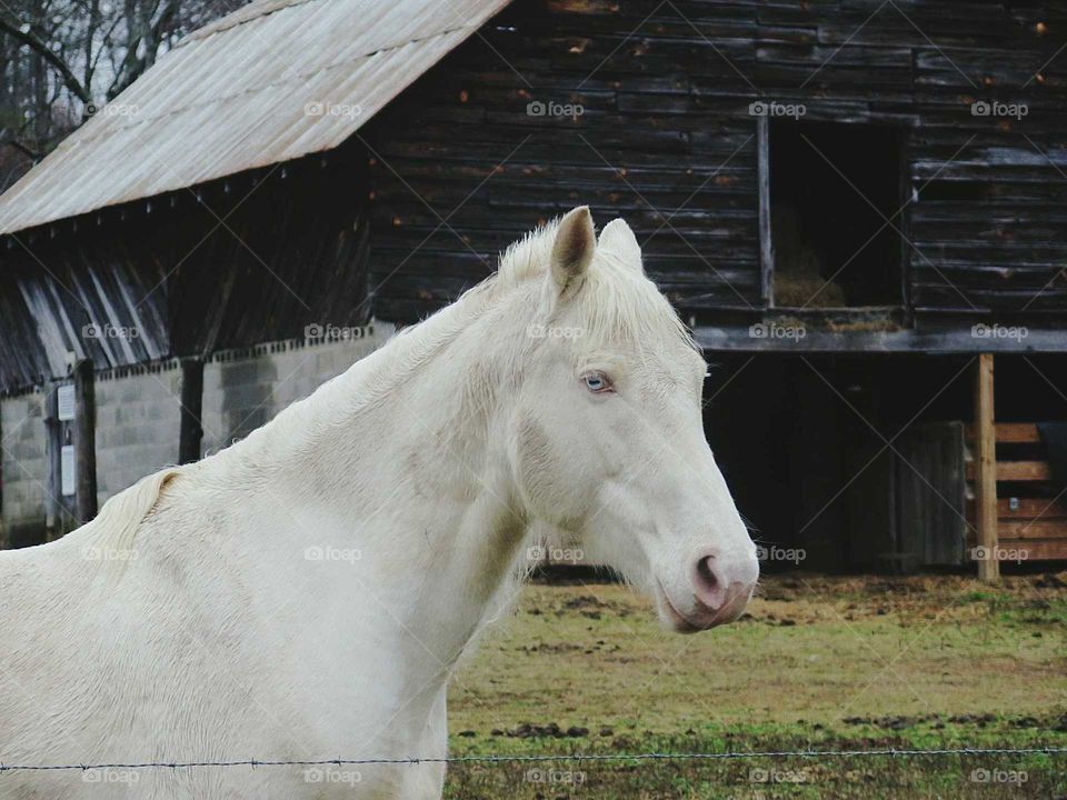 a white horse standing in front of a barn