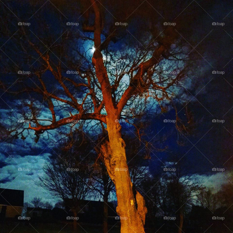 Late night moonlight causing red reflections on a tree!! 
