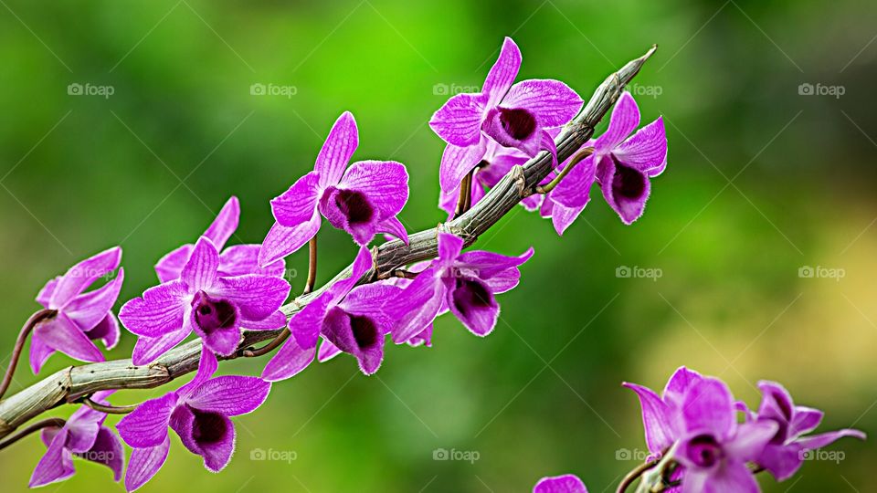 Orquídeas -
Lélia Púrpura (Laelia Purpurata) ou  Cattleya purpurata
