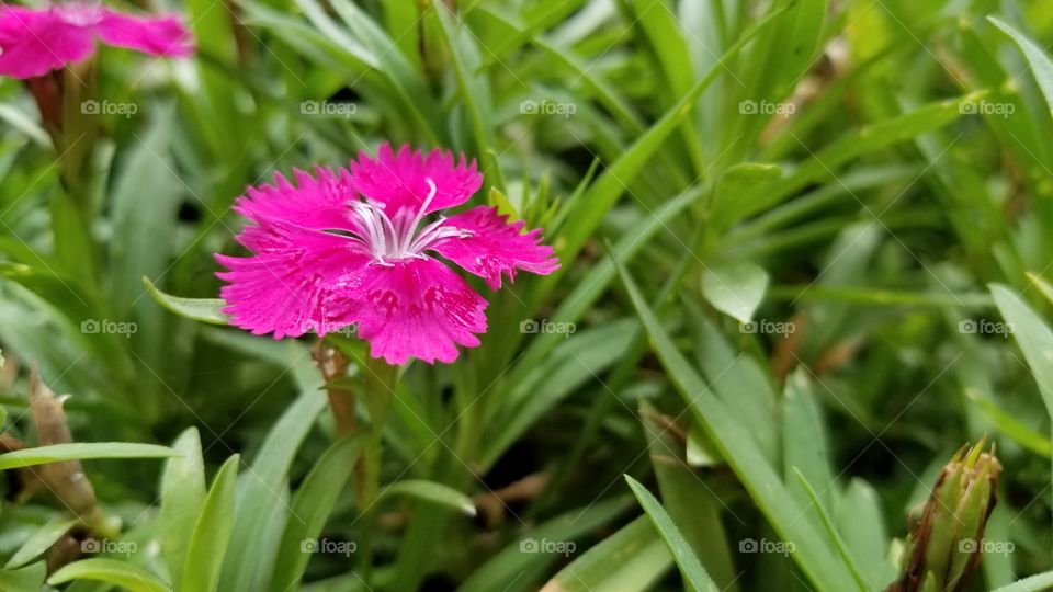 A closeup of a pink perennial flower in full bloom on a Summer's day.