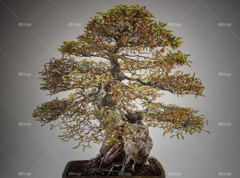 bonsai