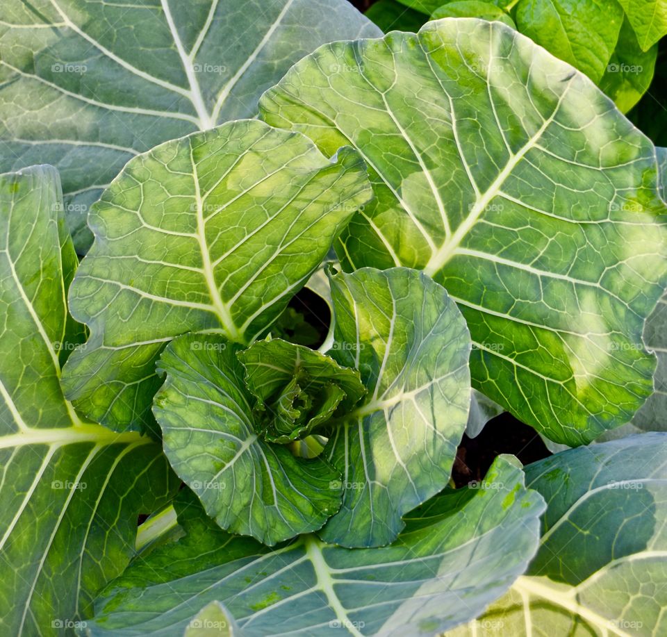 Colossal Cabbage 