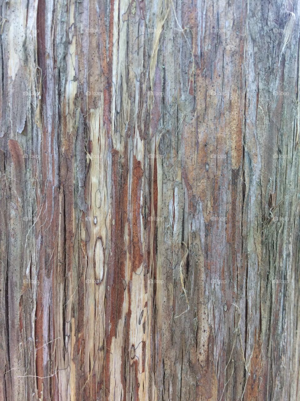 Cedar bark 
