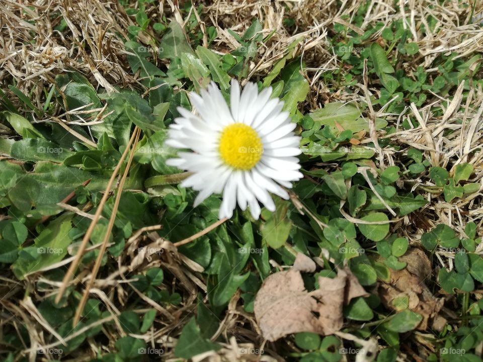 spring  flower