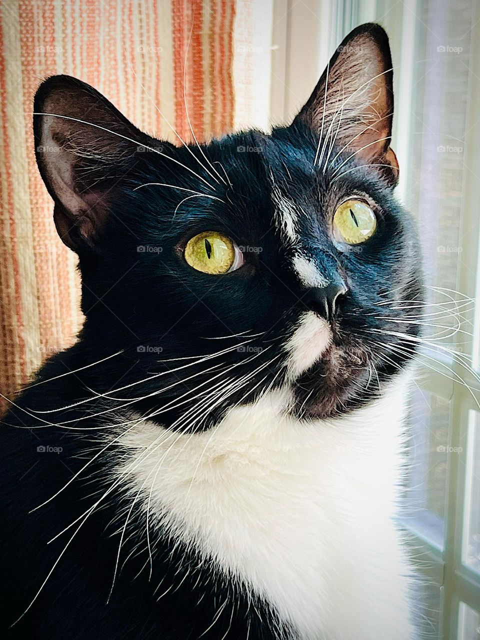 Stunningly beautiful black and white kitty 