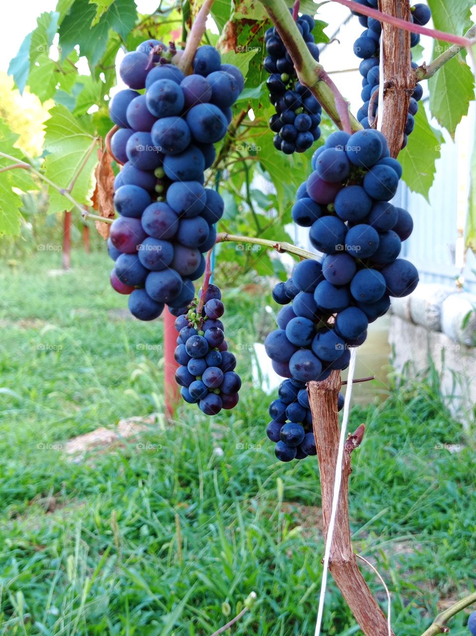 A bunch of grapes. Summer. Garden.