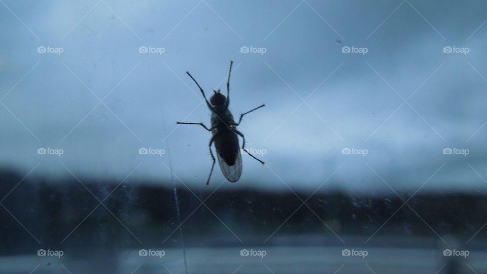 Bug on the window