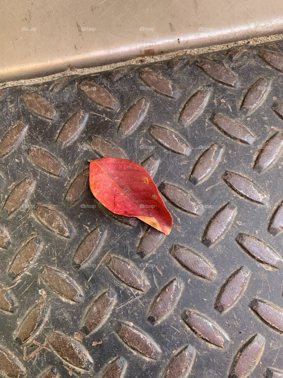 One red leaf