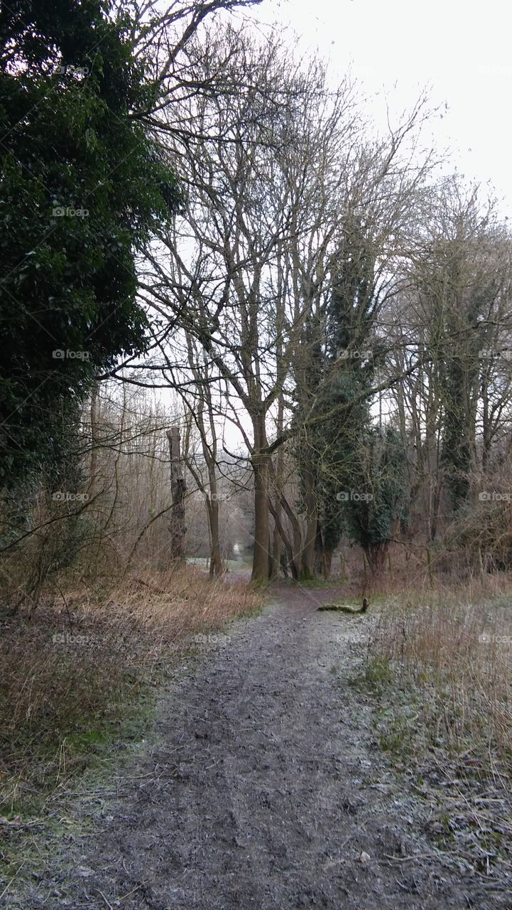 A Woodland Path