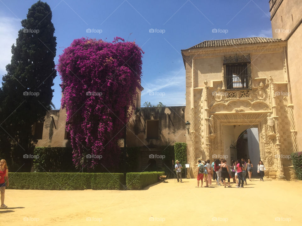 School tours in Sevilla 