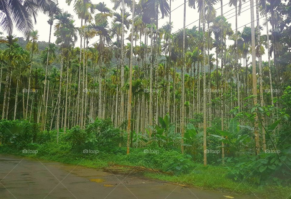 arecanut trees