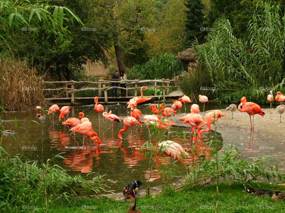 Flamingo