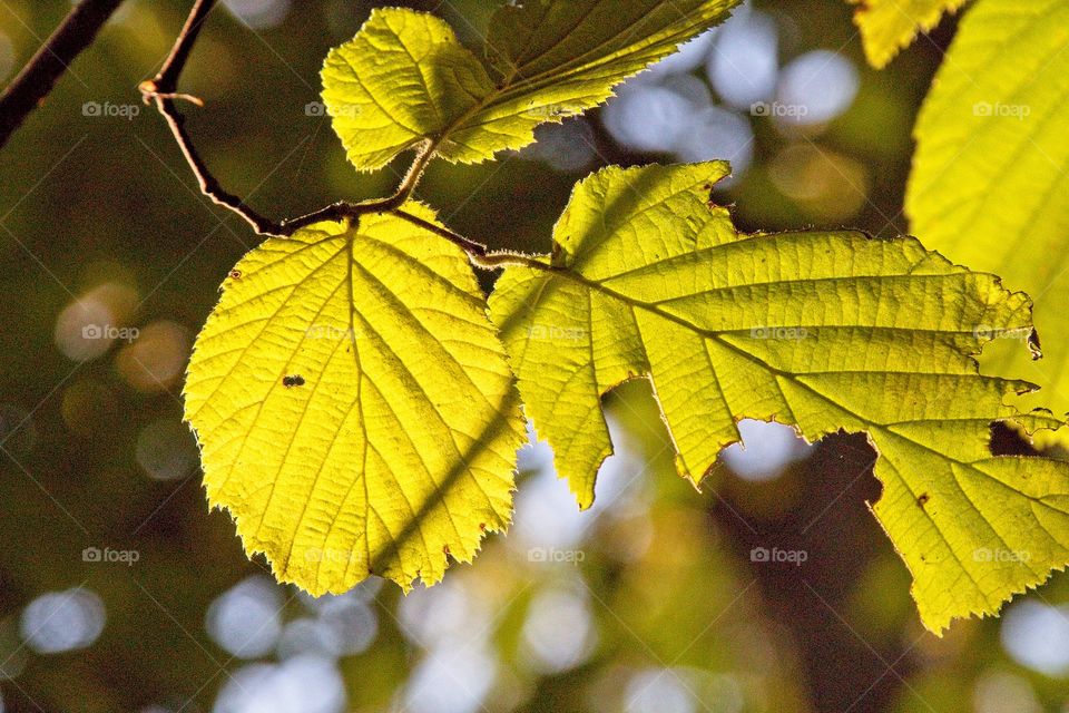 sun rays in the forest