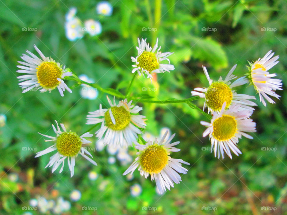 yellow nature flower white by ashley77