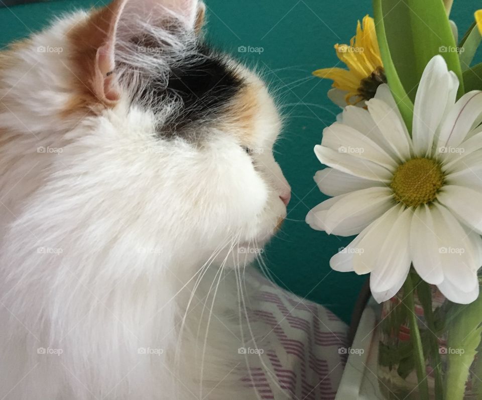 Fluffy cat with flower