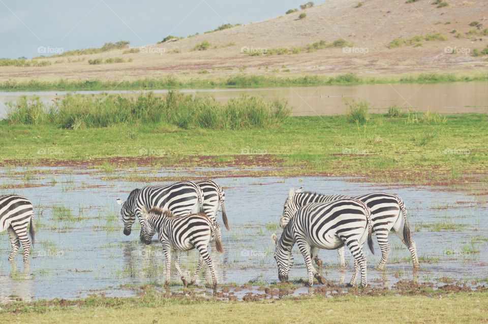 Zebra migration 
